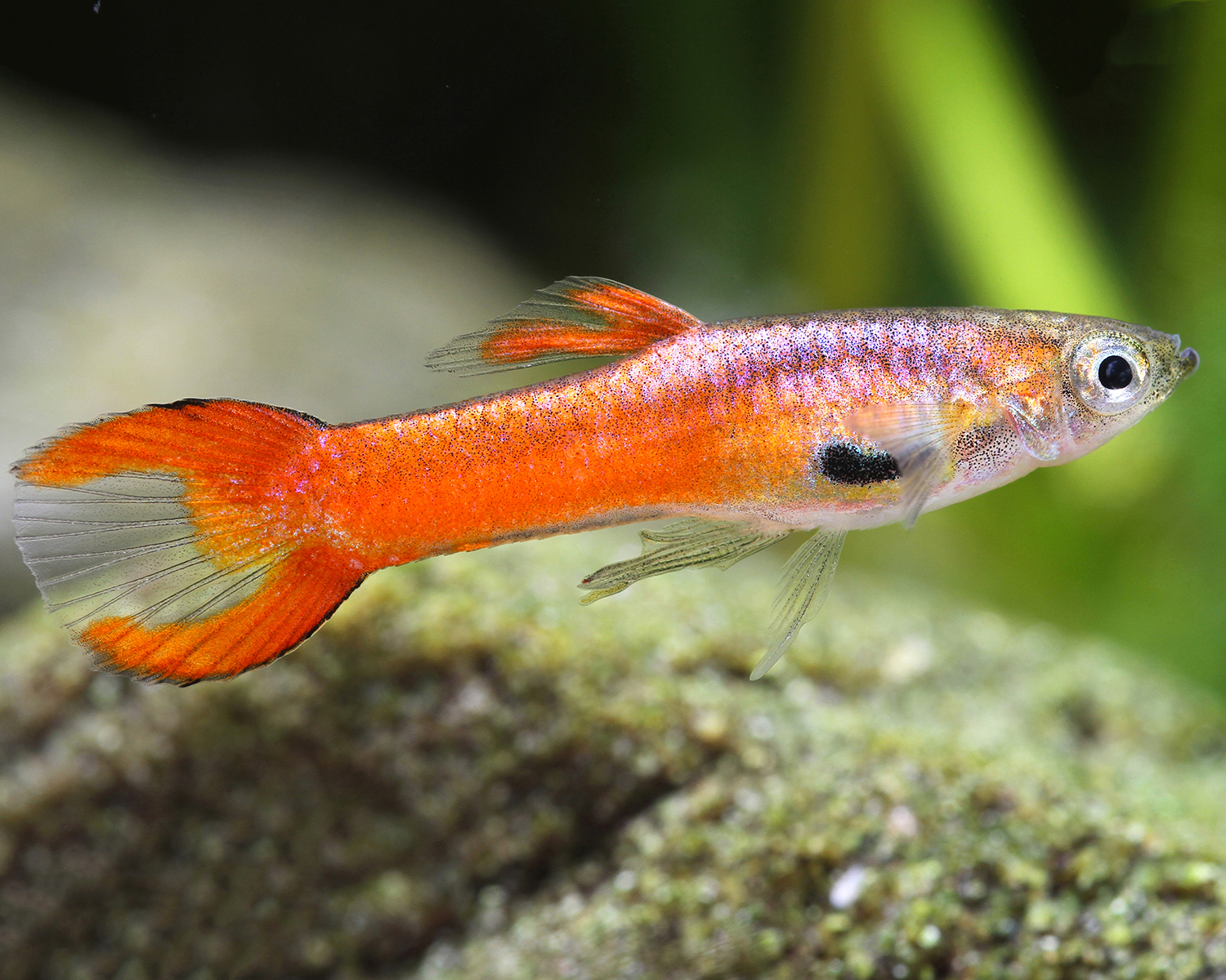 Endler Red